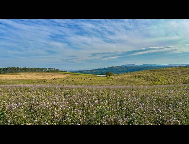 LAND FOR SALE IN MOUNT VERDE